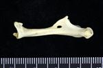 Horned Puffin (Coracoid (Left) - Medial)