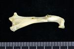Horned Puffin (Coracoid (Left) - Posterior)