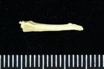 Horned Puffin (Digit 1, Phalanx 1 (Pollex) (Left) - Lateral)