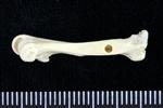 Horned Puffin (Tarsometatarsus (Left) - Lateral)