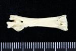 Horned Puffin (Tarsometatarsus (Left) - Posterior)