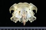 Laysan Albatross (Cranium (Axial) - Cranial)