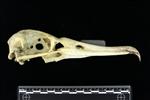 Laysan Albatross (Cranium (Axial) - Right)