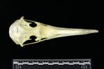 Laysan Albatross (Cranium (Axial) - Dorsal)