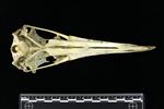 Laysan Albatross (Cranium (Axial) - Ventral)