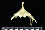 Laysan Albatross (Sternum (Keel) (Axial) - Cranial)