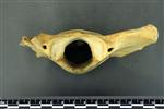 Black Bear (Cervical Vertebrae 1 - Atlas (Axial) - Caudal)