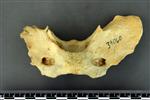 Black Bear (Cervical Vertebrae 1 - Atlas (Axial) - Dorsal)