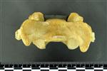 Black Bear (Cervical Vertebrae Last (Axial) - Ventral)
