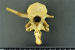 Black Bear (Lumbar Vertebrae 1 (Axial) - Caudal)