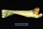 Moose (Humerus (Left) - Lateral)