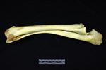 Moose (Ulna (Left) - Lateral)
