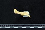 Moose (Stylohyoid (Miscellaneous) - Distal)