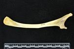 Moose (Stylohyoid (Miscellaneous) - Lateral)