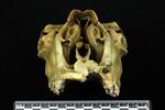 Moose (Cranium (Axial) - Cranial)