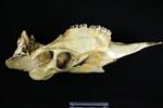 Moose (Cranium (Axial) - Left)