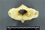 Moose (Cervical Vertebrae 1 - Atlas (Axial) - Cranial)