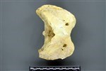 Moose (Cervical Vertebrae 1 - Atlas (Axial) - Dorsal)