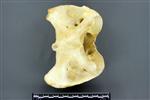 Moose (Cervical Vertebrae 1 - Atlas (Axial) - Ventral)