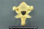 Moose (Cervical Vertebrae 2 - Axis (Axial) - Caudal)