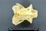 Moose (Cervical Vertebrae 2 - Axis (Axial) - Dorsal)