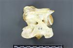 Moose (Cervical Vertebrae 3 (Axial) - Left)