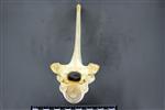 Moose (Thoracic Vertebrae Middle (Axial) - Cranial)