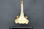 Moose (Thoracic Vertebrae Middle (Axial) - Dorsal)