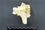 Moose (Lumbar Vertebrae 1 (Axial) - Dorsal)