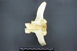 Moose (Lumbar Vertebrae Middle (Axial) - Dorsal)