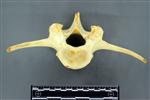 Moose (Lumbar Vertebrae Last (Axial) - Cranial)