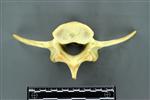 Moose (Lumbar Vertebrae Last (Axial) - Caudal)
