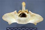 Moose (Sacrum (Axial) - Cranial)