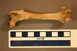 American Badger (Humerus (Right) - Overview)