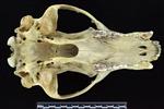 Black Bear (Cranium (Axial) - Ventral)