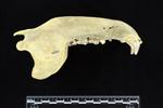Black Bear (Jaw (Axial) - Left)