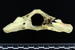 Black Bear (Cervical Vertebrae 1 - Atlas (Axial) - Caudal)
