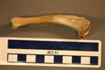 American Badger (Tibia (Right) - Overview)