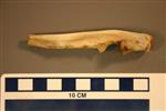 American Badger (Ulna (Right) - Overview)