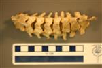 American Badger (Cervical Vertebrae 3 (Axial) - Overview)