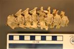 American Badger (Cervical Vertebrae 4 (Axial) - Overview)