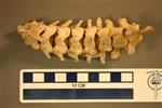 American Badger (Thoracic Vertebrae 1 (Axial) - Overview)