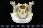 Common Scoter (Cranium (Axial) - Caudal)