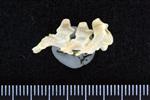 Black Duck (Caudal Vertebrae Middle (Axial) - Right)