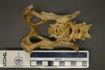 American Badger (Pelvis (Axial) - Overview)