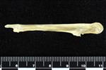 Black Duck (Coracoid (Right) - Medial)