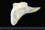 Trumpeter Swan (Coracoid (Left) - Proximal)