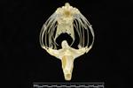 Trumpeter Swan (Caudal Vertebrae 1 (Axial) - Cranial)
