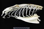 Trumpeter Swan (Caudal Vertebrae 1 (Axial) - Right)