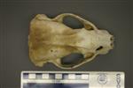 American Badger (Cranium (Axial) - Overview)